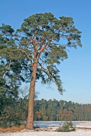 Borovice (pinus).